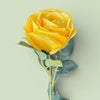 Rosa Amarilla
