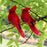 Pájaro Cardenal Rojo Petirrojo