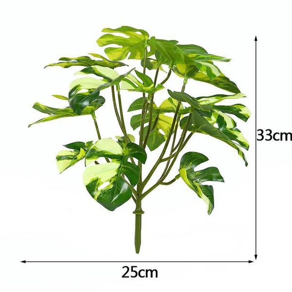 Planta Monstera Aurea 33