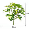 Planta Monstera Aurea 33