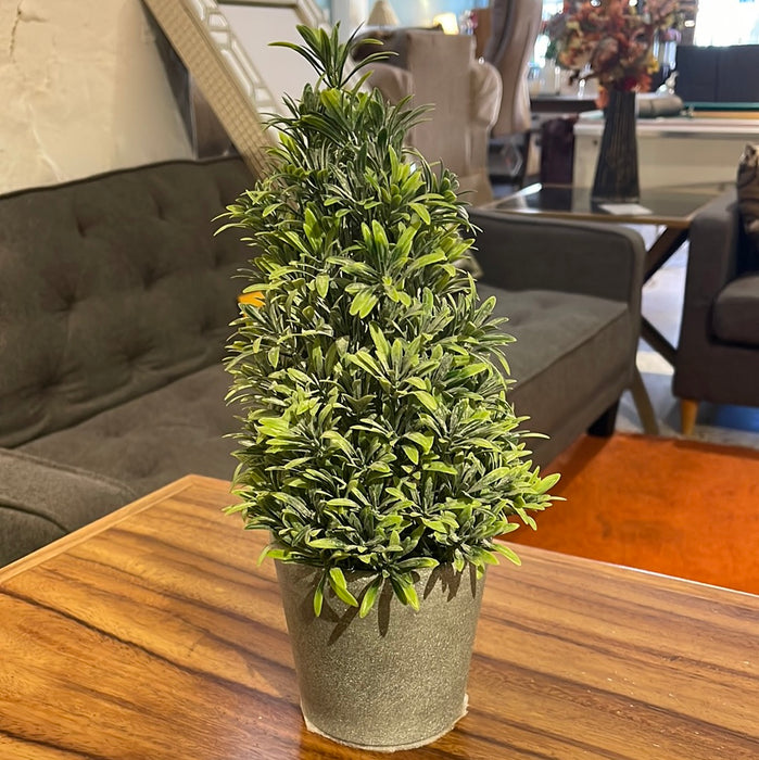 Pino Mexicano Verde Maceta Gris